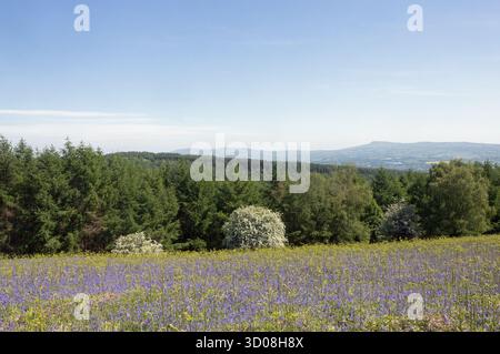 Blauglocken und Weißdorn blühen im Mortimer Forest an der Grenze von Shropshire und Herefordshire England Stockfoto