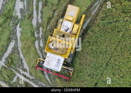 Draufsicht eines gelben Mähdreschers, der auf einem nassen Reisfeld arbeitet. Die Maschine sammelt Körner und hinterlässt sichtbare Spuren im schlamm Stockfoto