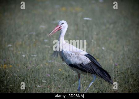 Weißstorch auf der Nahrungssuche auf grünem Rasen (Ciconia ciconia) Stockfoto