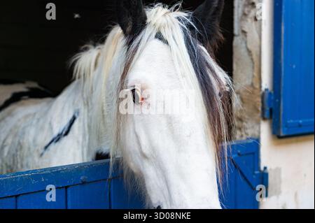 Eine horizontale Nahaufnahme des Gesichts eines weißen Piebalds von Tinker Horse, mit schwarzen Markierungen um seine Augen und durch seine Mähne, wie es in einem Stall steht. Die blaue Stalltür ist sichtbar. Stockfoto