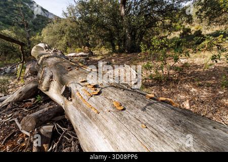 Toter Baumstamm auf dem Boden des Font Roja Forest in Alcoy, Spanien Stockfoto