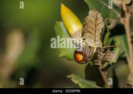 Holm-Eiche (Quercus ilex) mit leerem Deckel ohne Eichel im Naturpark Font Roja in Alcoy, Spanien Stockfoto