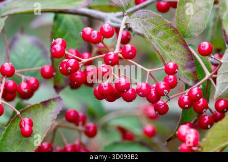 Buche Viburnum, rot, Beeren Frucht Früchte Samen, Viburnum erosum „Punctatum“ Stockfoto
