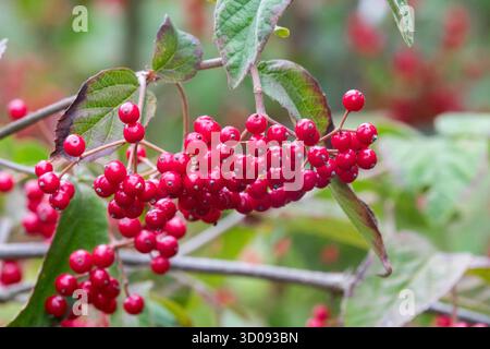 Rote Beeren Herbststrauch Buche Viburnum Stockfoto