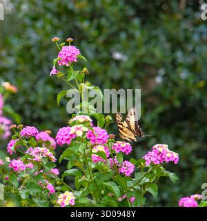 Tigerschwalbenschwanz Schmetterling leuchtet auf lantana Blumen Stockfoto