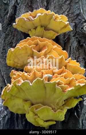 Waldpilz Laetiporus sulphureus, Parasit und Saprophyt – greift lebende Bäume an und verursacht Waldpilz Orange hymenium Stockfoto