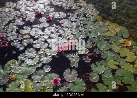 Wunderschöne Seerosen mit rosa Lotusblüten, die auf einem ruhigen Teich schwimmen. Stockfoto