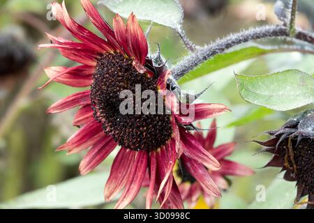 Roter Sonnenblumengarten Helianthus annuus Stockfoto