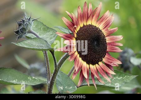 Porträt einer einzelnen Blume auf einem Stiel, Garten der roten Sonnenblume Stockfoto