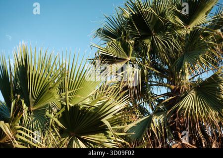Nahaufnahme von grünen Palmenblättern vor klarem blauem Himmel Stockfoto