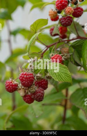 Gruppe reifer Himbeeren, die an Büschen natürlichen Bio-Früchten hängen und gesunde Sommerernte Stockfoto