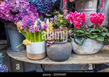 Eine lebendige und farbenfrohe Nahaufnahme von Topfblumen, darunter lila Hyazinthen und hellrosa Cyclamen, die auf einem rustikalen Metalltisch vor einem F gezeigt werden Stockfoto