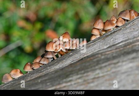 Brauner Pilz/Pilze auf Baumstamm Stockfoto