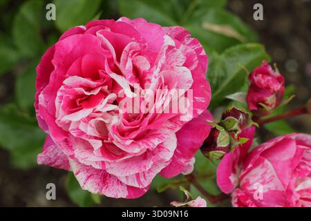 Rosa Duke of Edinburgh blühte im Sommer Stockfoto