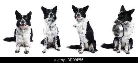 Border Collie Hund isoliert auf weiß, Set von Fotos Stockfoto