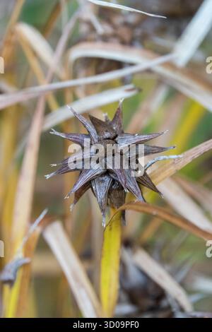 Morning Star Sedge Kopf Carex Grayi Stockfoto