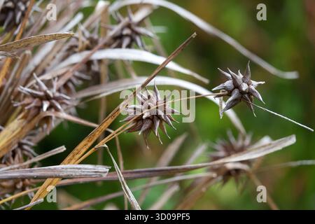 Carex grayi kleine Igelkugeln (stachelige Köpfe) Stockfoto
