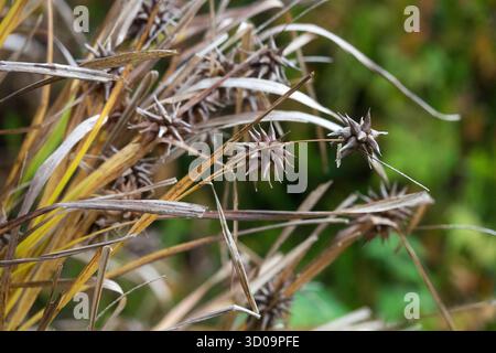 MACE-Head Sedge Grass Carex Grayi Stockfoto