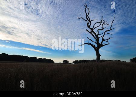 Silhouette eines toten Baumes vor dramatischem Himmel in Snape Marshes auf dem Weg zwischen Snape Maltings und Iken, Suffolk, England, Großbritannien Stockfoto