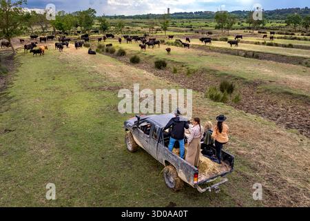 Frankreich, Gard, Saint Gilles du Gard, Pierre Aubanel & Son Manade (Rinder- und Pferderanch), Camargue-Stiere namens Raco di Biou, Tour mit dem Geländewagen durch das Hotel Stockfoto