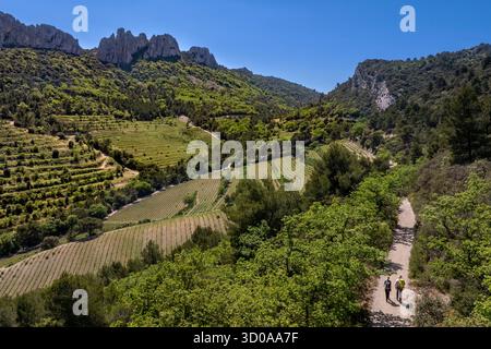 Frankreich, Vaucluse, Dentelles de Montmirail Berge, Gigondas, Wanderer auf einem Pfad entlang der Dentelles Sarrasines im Herzen des Massivs und der terrassenförmig angelegten Weinberge (aus der Vogelperspektive) Stockfoto