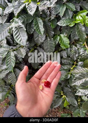 Reife rote Kaffeebeeren und rohe Bohnen auf einer Hand aus nächster Nähe, üppig grüne Kaffeepflanze hinterlässt Hintergrund, Plantage in Panama Stockfoto