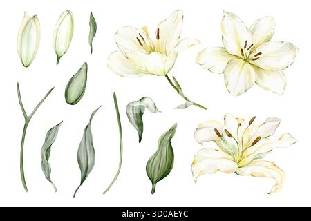 Set aus isolierten weißen Lilien Clipart: Blüten, Knospen, Blätter und Stiele. Aquarell handgezeichnete isolierte botanische Elemente für die Komposition von Blumensträußen, Rahmen Stockfoto