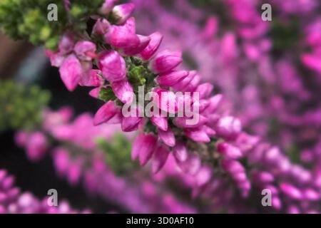 Winter Heather Makrofotografie mit geringer Schärfentiefe Stockfoto