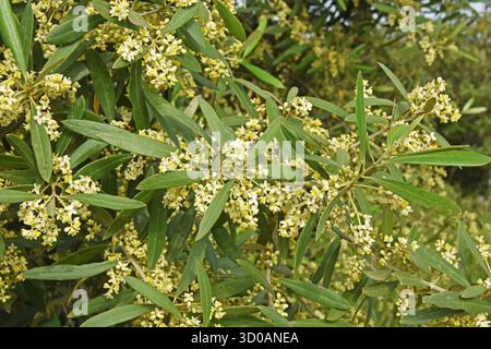 Olivenbaumblüten Stockfoto