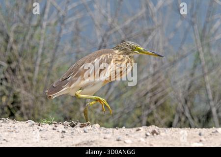 Squakreiher spazieren Stockfoto