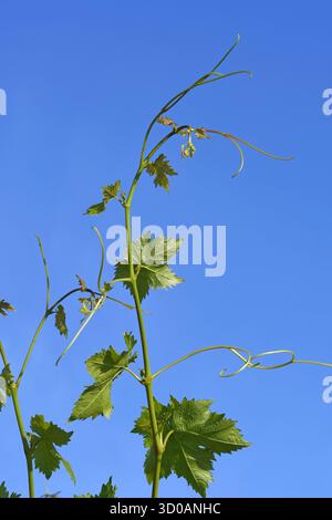 Rebzweige und junge Blätter Stockfoto