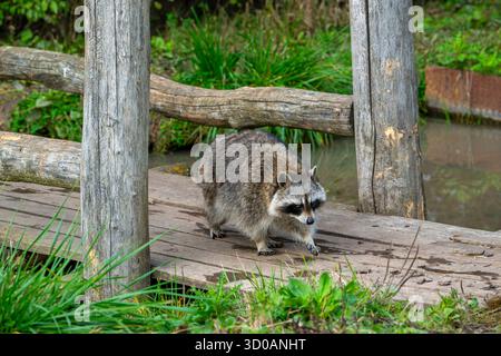 Gewöhnlicher Waschbär / Nordamerikanischer Waschbär (Procyon lotor), der über eine hölzerne Fußbrücke läuft, invasive Arten, die in Nordamerika heimisch sind Stockfoto