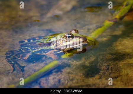 Wasserfrosch (Pelophylax esculentus, Rana esculenta) an einem Pflanzenstamm im Flachwasser Stockfoto
