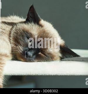 Siamkatze schläft friedlich auf sonnendurchfluteter Oberfläche mit entspanntem Ausdruck und weicher Fellstruktur. Stockfoto