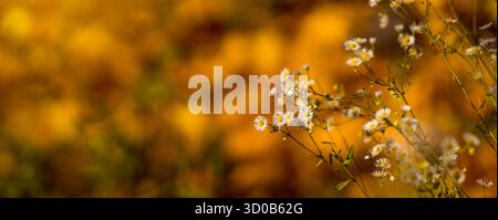 Gemeine Kamille, vor rötlich-orangenem Herbsthintergrund. Kleine weiße Blütenknoten mit gelben Köpfen, auf langen, dünnen Stielen im Herbst. Stockfoto