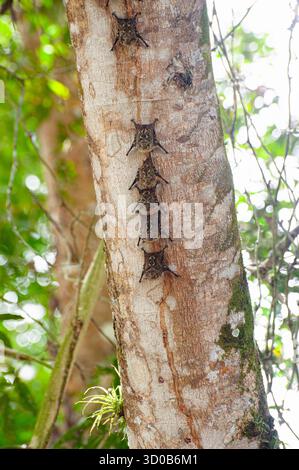 Eine Gruppe von Proboscis Fledermäusen, auch bekannt als Langnasen Fledermäuse, die sich auf einem Baumstamm in tropischem Regenwald in Costa Rica niederschlagen Stockfoto