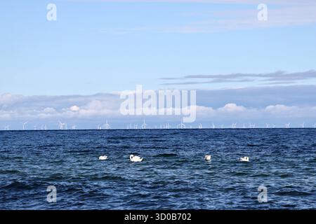Insel Rügen 14.10.2025, Vitt auf Rügen, Strand von Vitt am Kap Arkona, Schwaene auf der Ostsee in Strandnaehe, im Hintergrund sieht man viele Windkraftanlagen / Windraeder *** Insel Rügen 14 10 2025, Vitt auf Rügen, Strand von Vitt am Kap Arkona, Schwäne an der Ostsee in Strandnähe, im Hintergrund sieht man viele Windräder Stockfoto