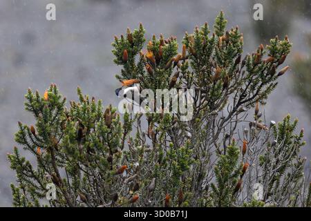 Chimborazo Hillstar (Oreotrochilus chimborazo) Fütterung von Chuquiragua-Blüten in der páramo bei leichtem Regen, Chimborazo, Ecuador Stockfoto