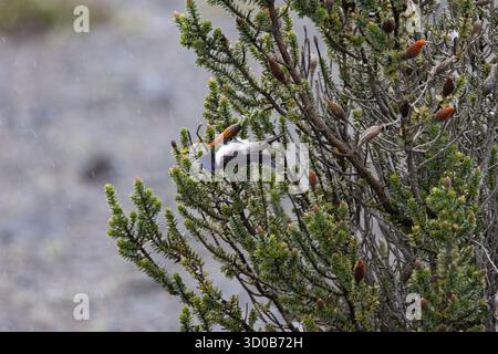 Chimborazo Hillstar (Oreotrochilus chimborazo) Fütterung von Chuquiragua-Blüten in der páramo bei leichtem Regen, Chimborazo, Ecuador Stockfoto