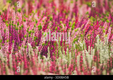 Feld der bunten Heidekraut (Calluna vulgaris) Pflanzen in voller Blüte. Die Blüten bilden einen auffälligen Wandteppich aus rosa, lila, weißen und grünen Tönen Stockfoto
