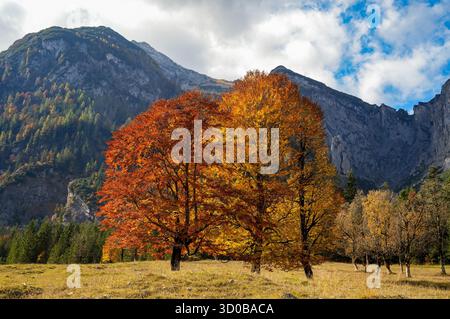 Wunderschöne Kupferbuchen (Fagus Sylvatica), die im Herbst von der Sonne beleuchtet werden, erkennbar an ihrer leuchtend orange-gelben Färbung. Goldener Fall Im Stockfoto