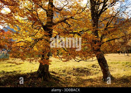 Sonnendurchflutete Buchen (Fagus Sylvatica) im Herbst, erkennbar an ihrer leuchtend orange-gelben Färbung. Goldener Herbst Auf Dem Ahornboden Im Karwendel, Stockfoto