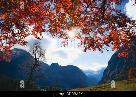 Sonnenstrahlen und herbstrote Blätter Einer Kupferbuche (Fagus Sylvatica F. purpurea) Turm über dem Bergpanorama im Großen Ahornboden, Einem natürlichen Mo Stockfoto