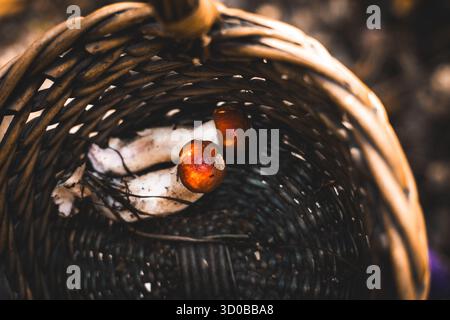 Rohe Pilze in einem gewebten Korb, eine rustikale Herbsternte. Zwei frisch geerntete Pilze ruhen in einem gewebten Korb, bereit zum Kochen oder zur Präsentation. Stockfoto
