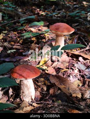 Zwei Rothügelpilze wachsen unter den gefallenen Blättern eines Waldes Stockfoto