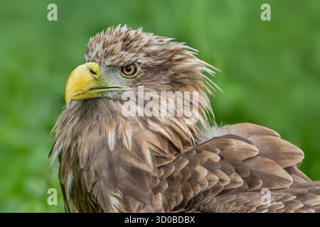 Nahaufnahme eines Seeadlers (Haliaeetus albicilla) mit gelbem Schnabel und braunen Federn – mächtiger Raubvogel in Europa Stockfoto