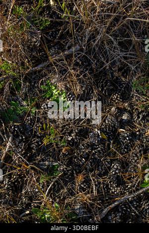 Trockene Tannenzapfen und Nadeln, grüne und trockene Pflanzen, ein Marienkäfer auf dem Boden im Wald. Tannenzapfen in einem moldauischen Wald. Stockfoto