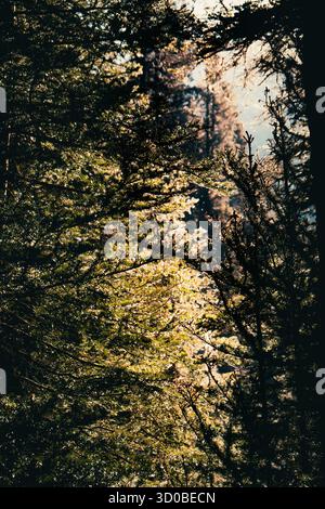 Sonnenlicht scheint durch die Bäume in einem dichten und bewachsenen Wald. Ohara Lake, BC Stockfoto