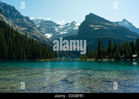 Ein ruhiger Bergsee spiegelt schneebedeckte Berge und hoch aufragende Kiefern wider. Ohara Lake, BC Stockfoto
