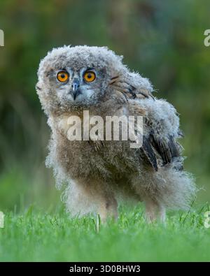 Junge eurasische Uhu (Bubo bubo) in Daunenfedern, die auf Gras stehen und wachsam aussehen – Tierfotografie in den Niederlanden Stockfoto